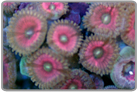 Metallic Pink Zoanthids
